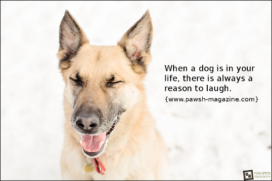 dog-quotes-laughter