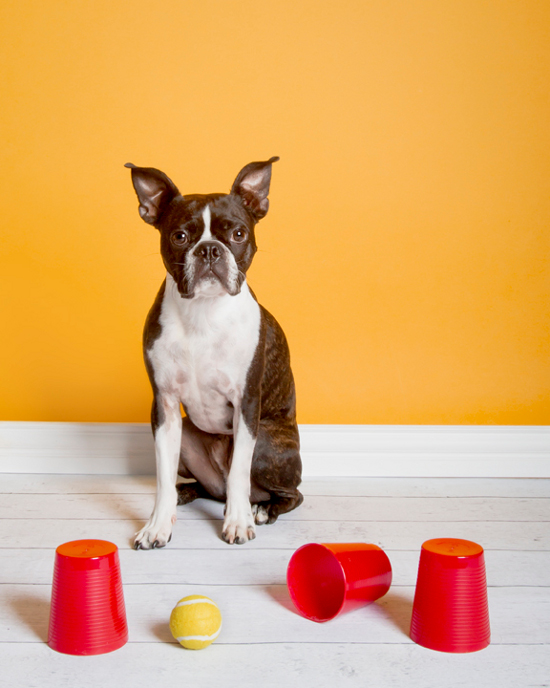 10 Fun Brain Games for Dogs – Good Thomas