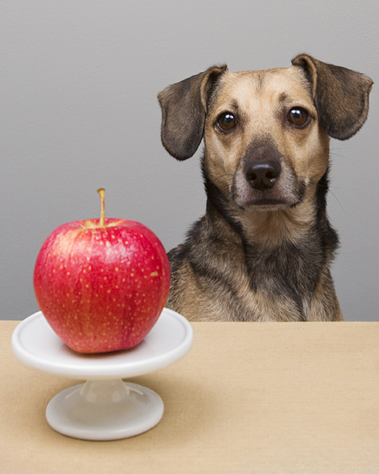 Pawsh-apples-for-dogs