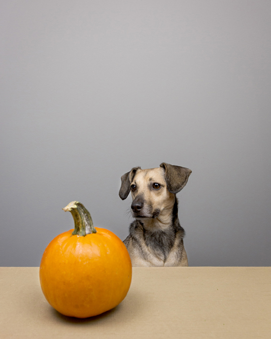Pawsh-pumpkins-for-dogs