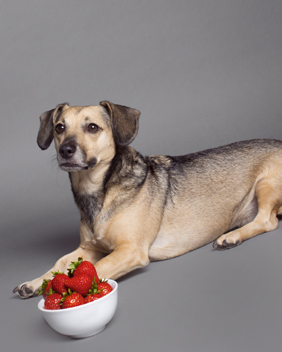 Pawsh-strawberries-for-dogs