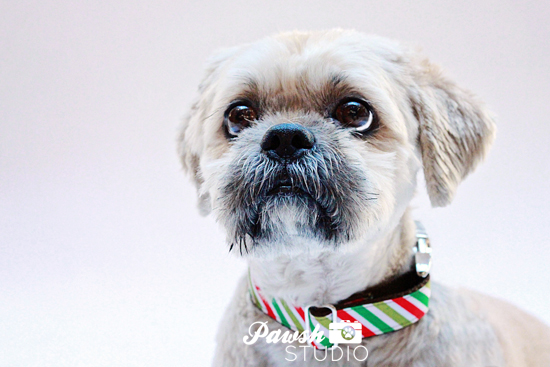 PAWSH STUDIO | TORONTO PET PHOTOGRAPHY: HOLIDAY MINI SESSIONS RECAP