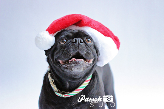 PAWSH STUDIO | TORONTO PET PHOTOGRAPHY: HOLIDAY MINI SESSIONS RECAP