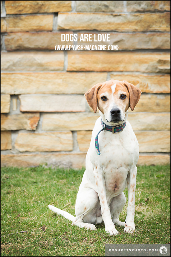 TORONTO DOG PHOTOGRAPHER: INSPIRING DOG QUOTES – Pawsh Magazine