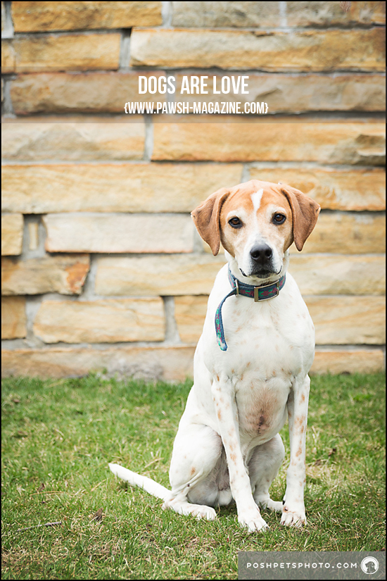 TORONTO DOG PHOTOGRAPHER: INSPIRING DOG QUOTES - PAWSH MAGAZINE | A New