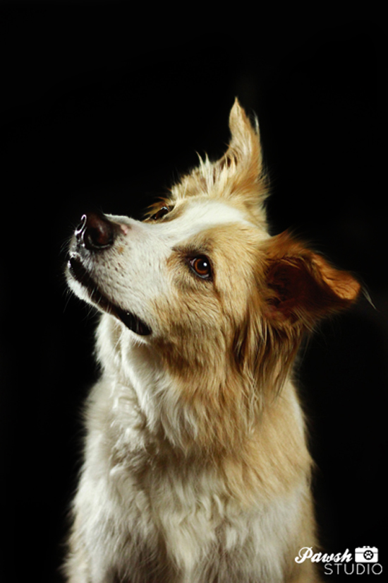 Toronto-dog-photographer-Pawsh-Studio-shadow-dog-7