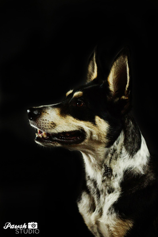 Toronto-dog-photographer-Pawsh-studio-shadow-dog-1