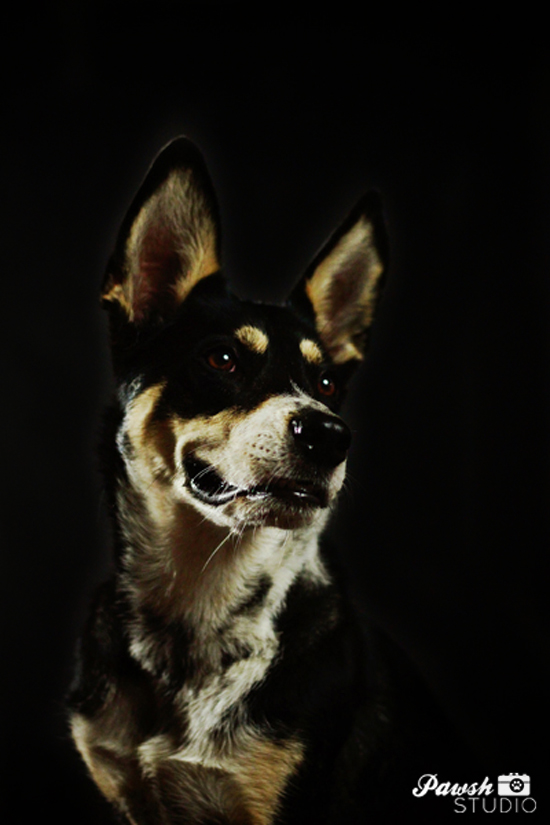 Toronto-dog-photographer-Pawsh-studio-shadow-dog-6