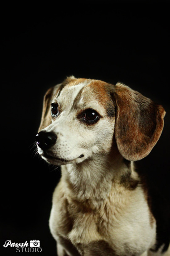 Toronto dog-photographer-pawsh-studio-shadow-dog-11