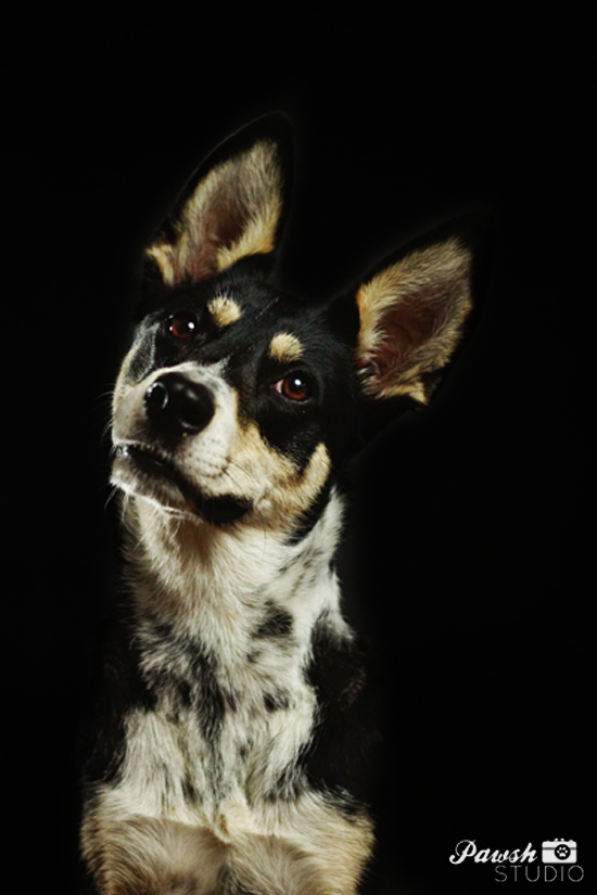 Toronto-pet-photographer-Pawsh-Studio-shadow-dog-10