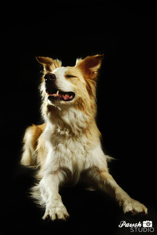 Toronto-pet-photographer-Pawsh-studio-shadow-dog-8