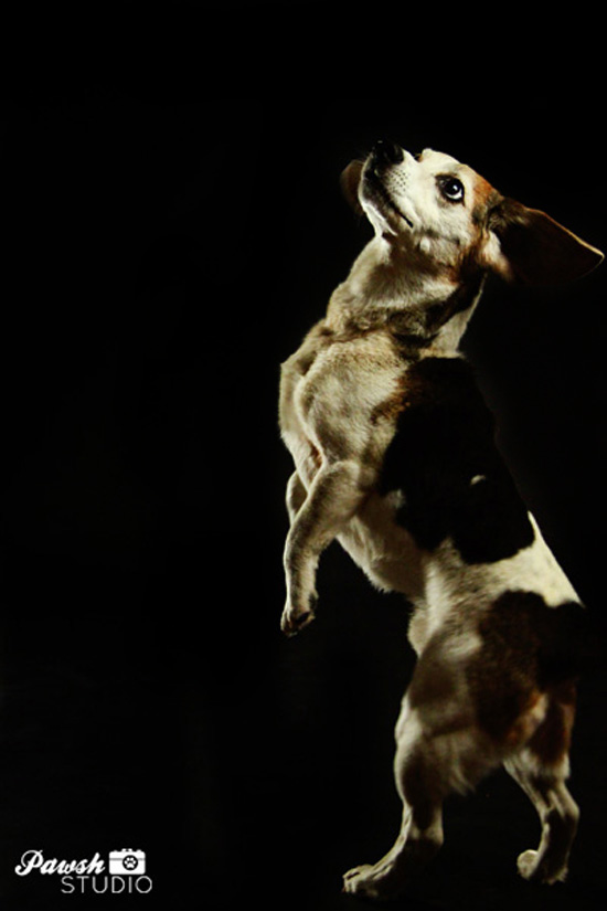 Toronto-pet-photographer-pawsh-studio-shadow-dog-4