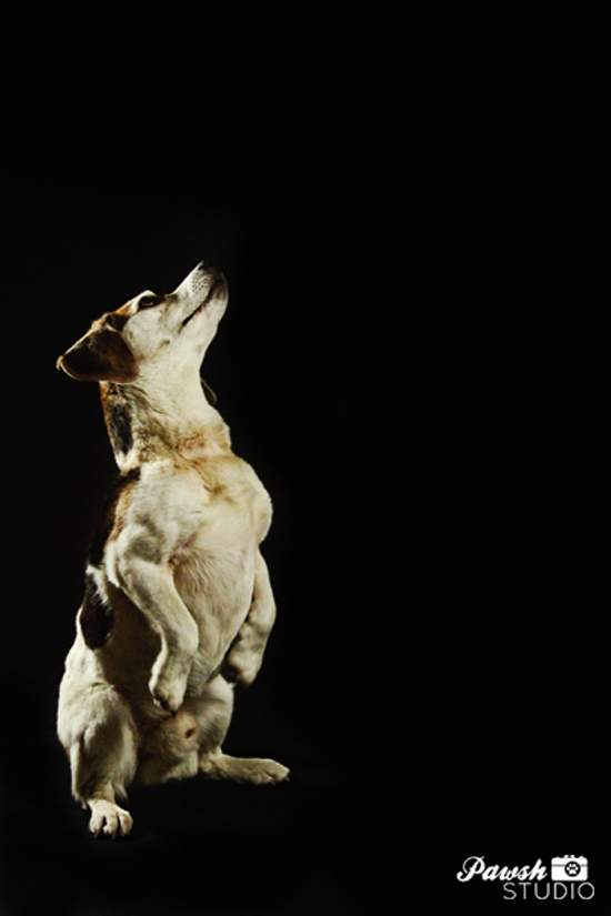 Toronto-pet-photographer-pawsh-studio-shadow-dog-9