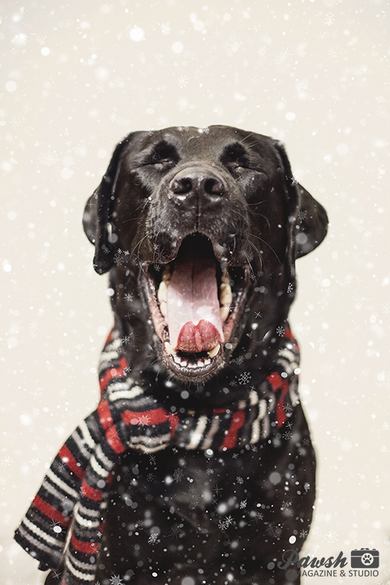 toronto-holiday-dog-photography-pawsh-magazine-31