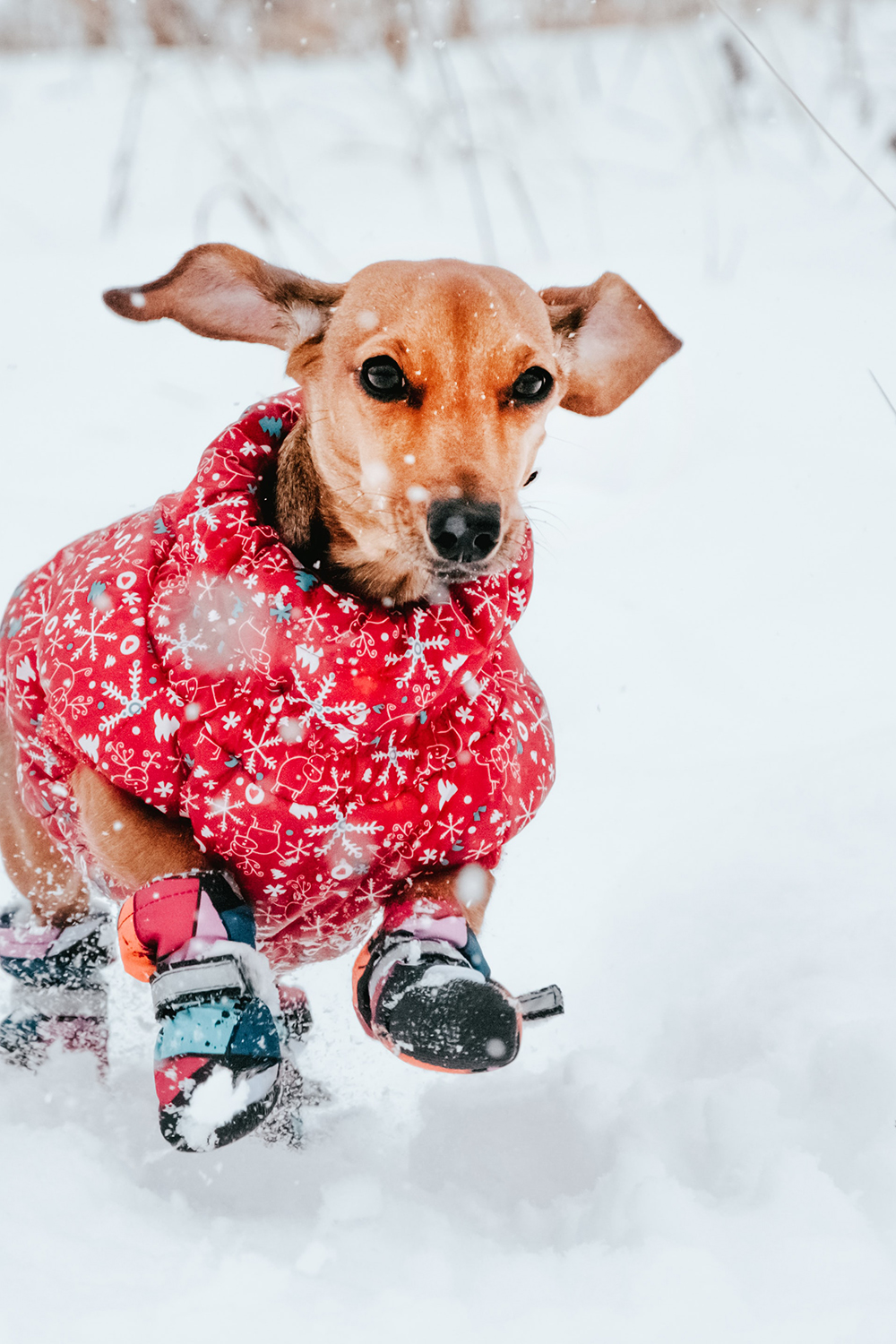 are dog boots really necessary during winter