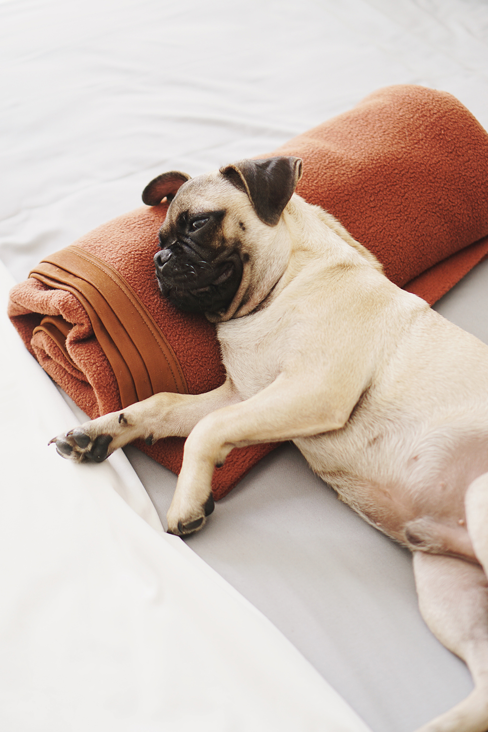 dogs and yoga