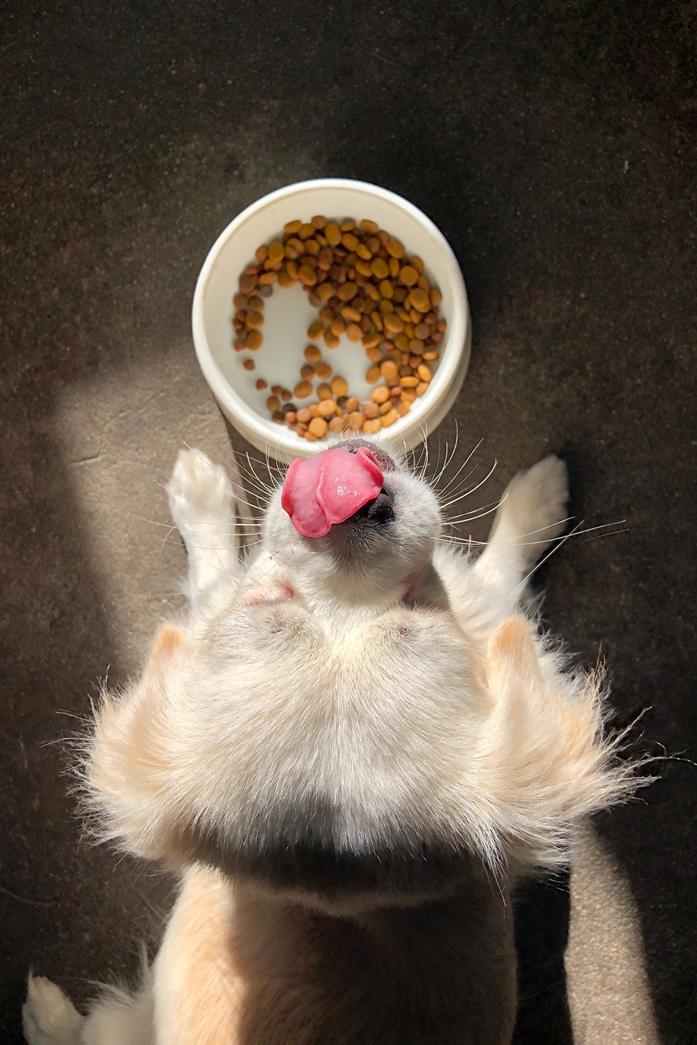 best dog food brands