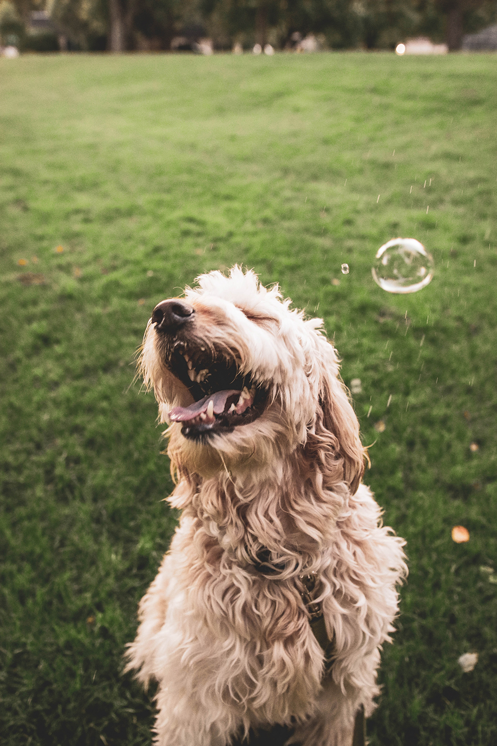 dogs and tick prevention