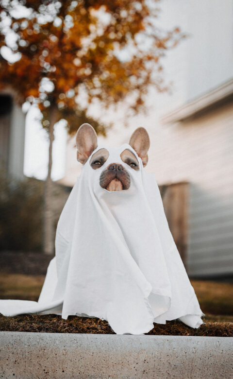 dog friendly halloween costumes