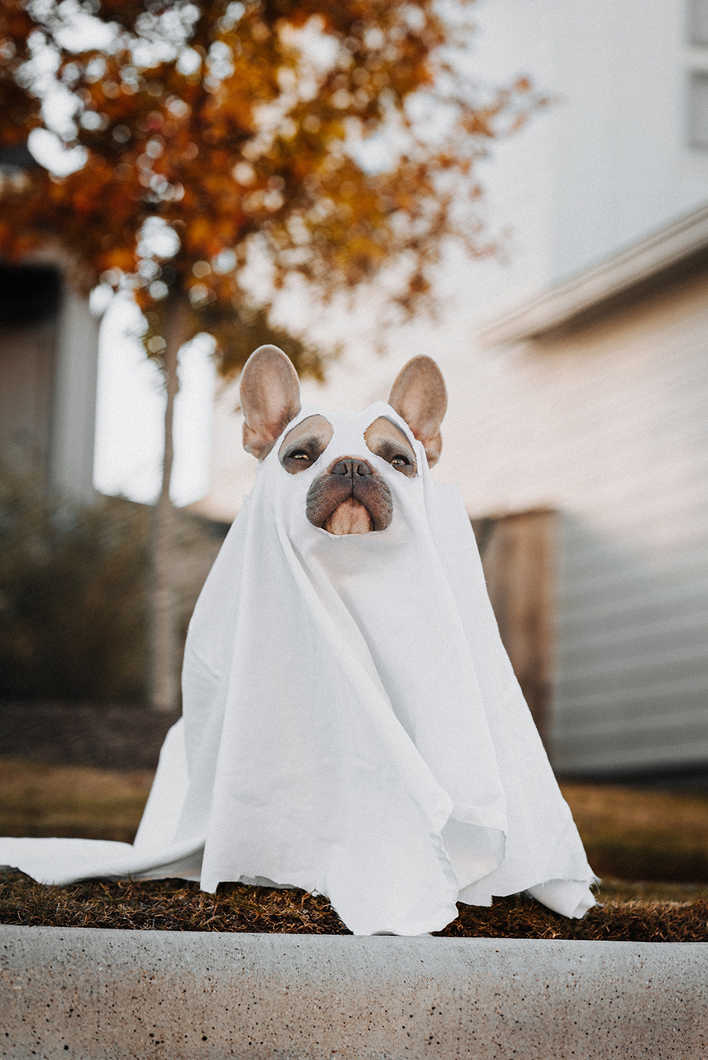 DOG FRIENDLY HALLOWEEN COSTUME IDEAS 3 CUTE COSTUMES PAWSH MAGAZINE