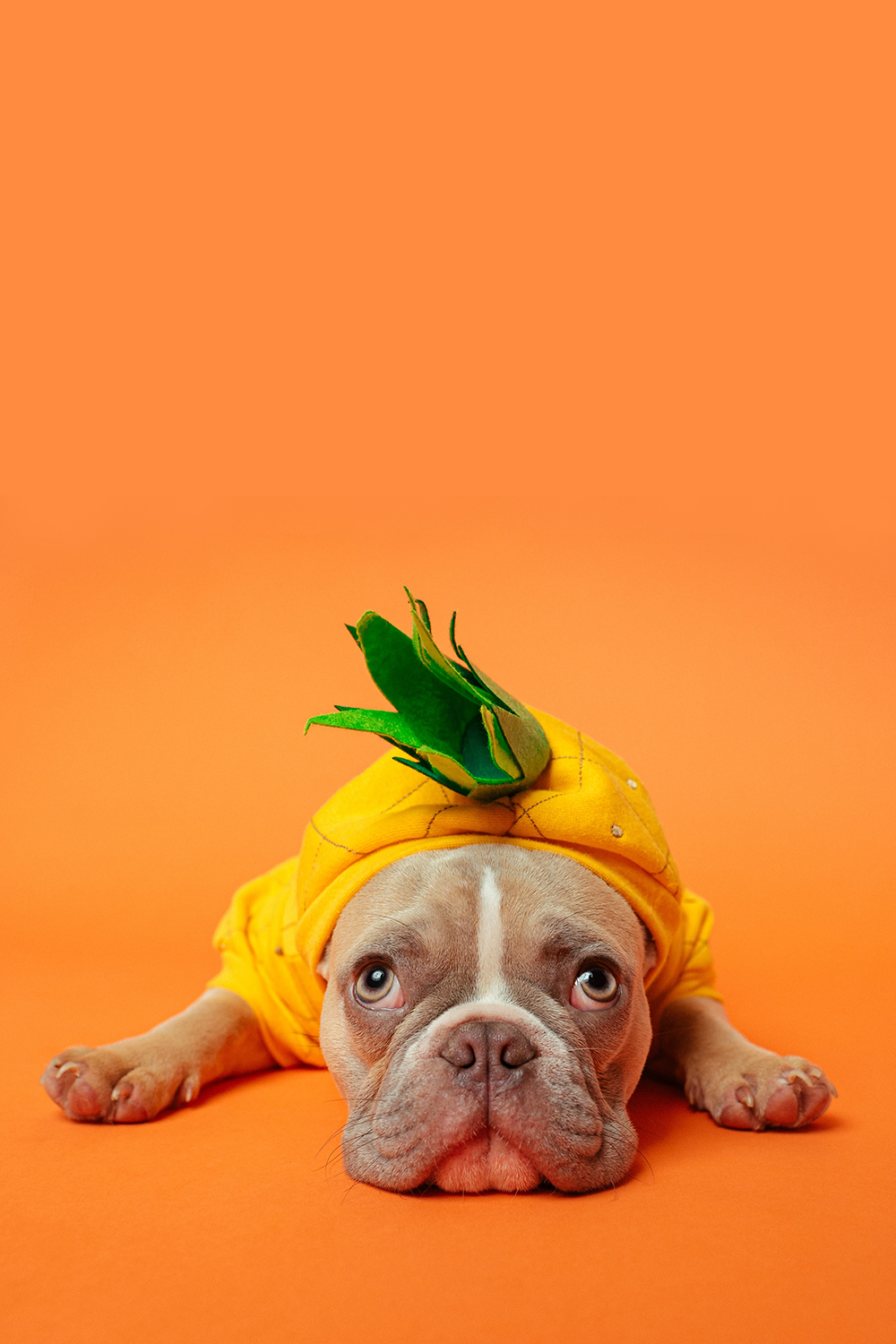 Our Favorite Dog Halloween Costumes - CityDog Magazine