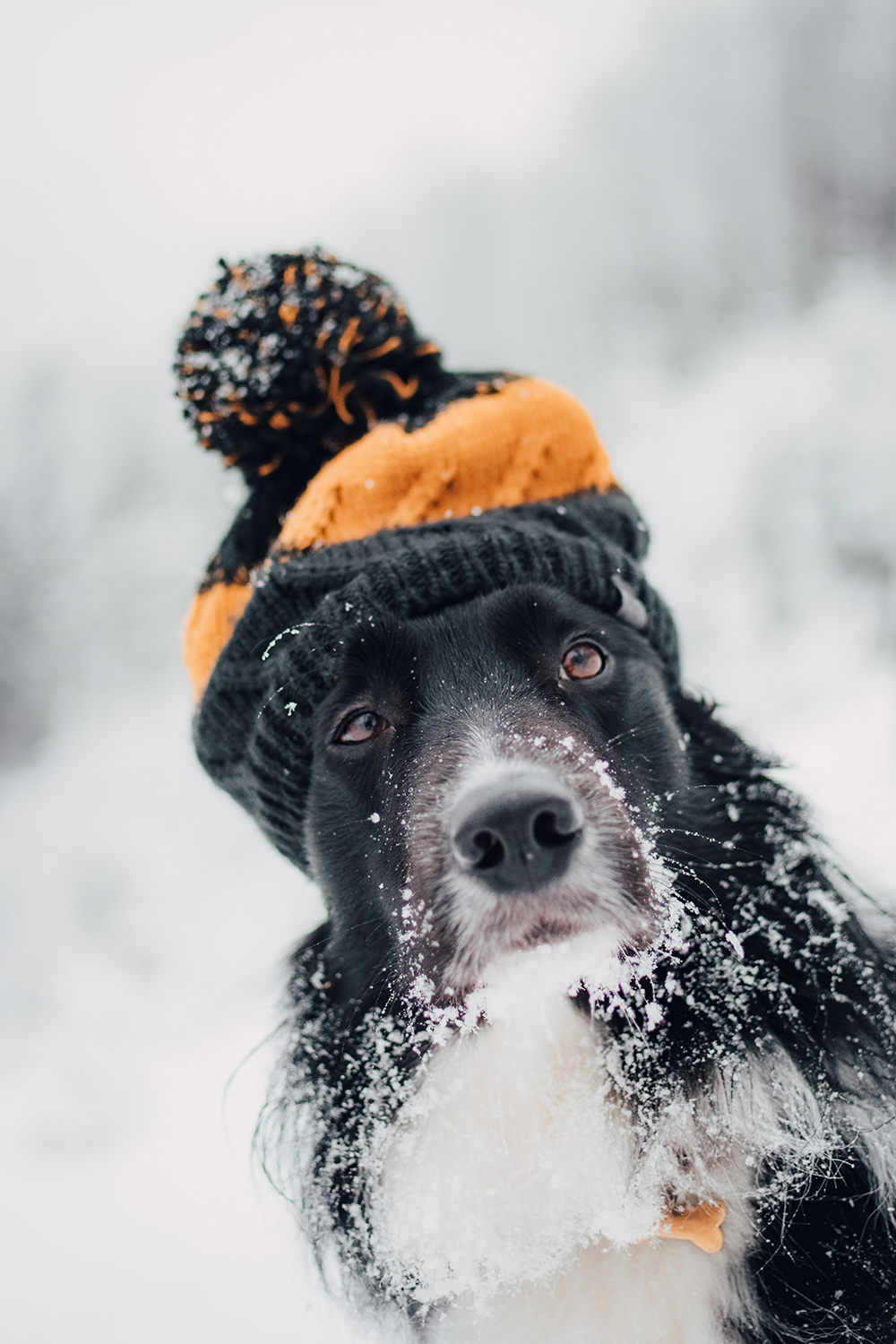 dogs and winter safety