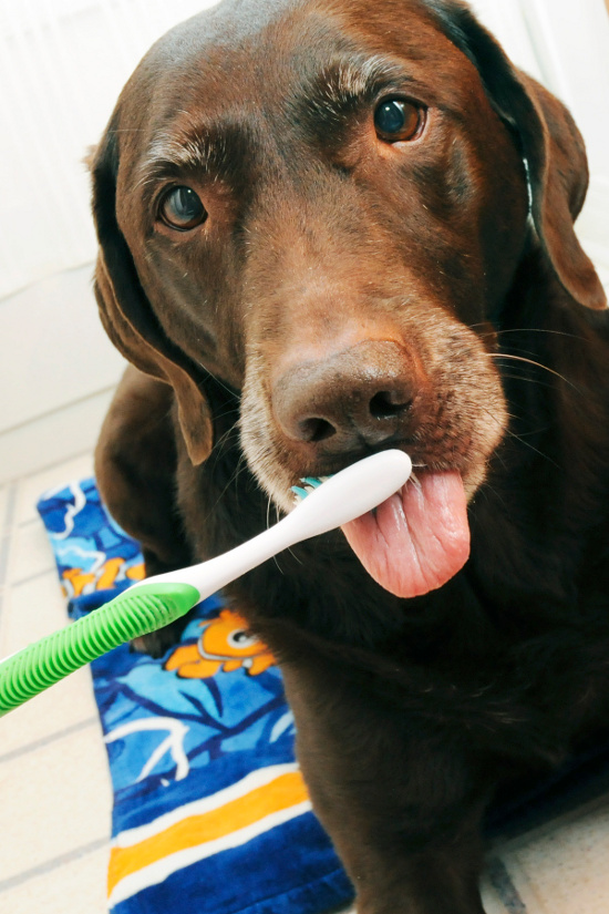dog-dental-health-2