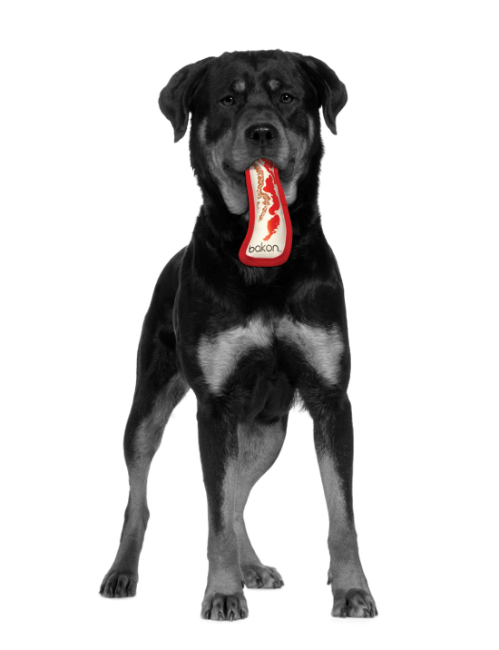 rottweiler (2 years) in front of a white background