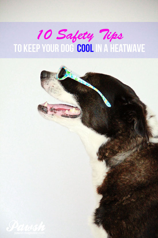 how-to-keep-dogs-cool-1-WM