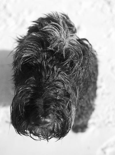 SAN DIEGO DOG PHOTOGRAPHER: TUX & LILY'S BEACH PHOTO SESSION - PAWSH ...