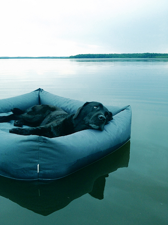 Pawsh shop dog bed