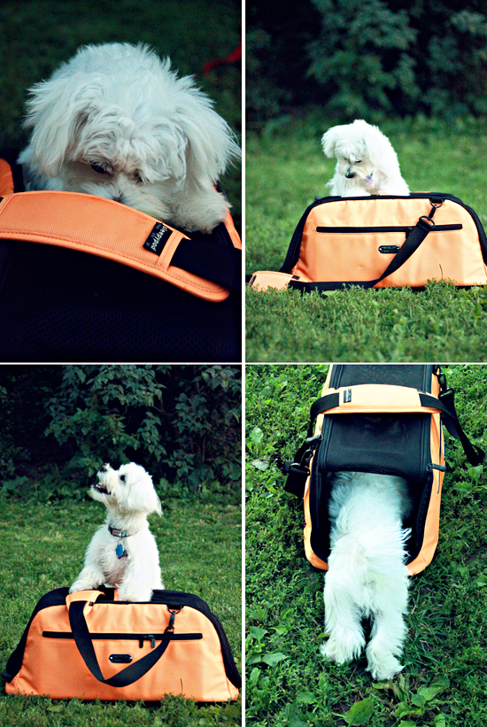 Dog air carrier best sale