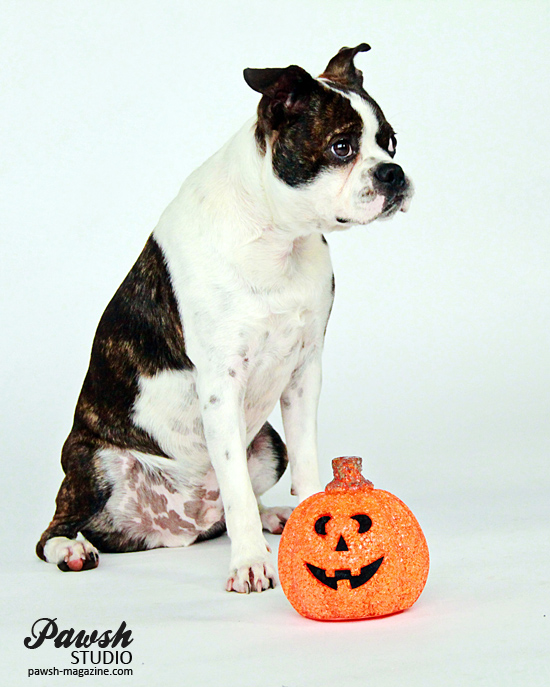 Pawsh-Halloween-pet-safety-1