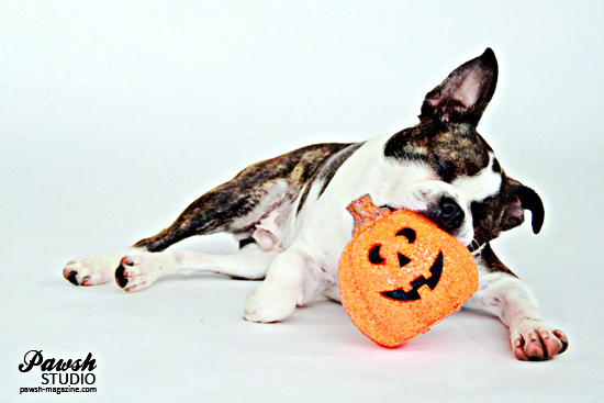 Pawsh-Halloween-pet-safety-3