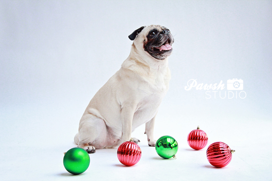 Pawsh-Studio-Toronto-dog-photographer-Christmas-dog-16