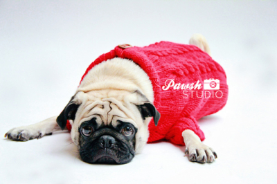 PAWSH STUDIO | TORONTO PET PHOTOGRAPHY: HOLIDAY MINI SESSIONS RECAP