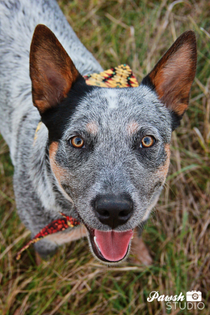 TORONTO DOG PHOTOGRAPHER: CATTLE DOG IN THE FIELD – Pawsh Magazine