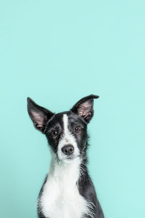Pawsh-Studio-how-to-keep-dogs-young-4
