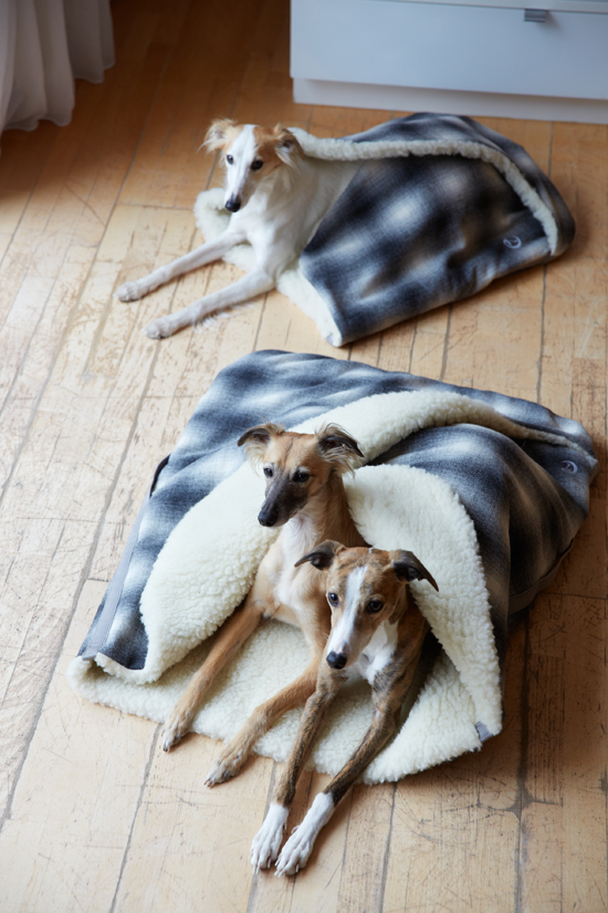 Whippet sleeping outlet bag