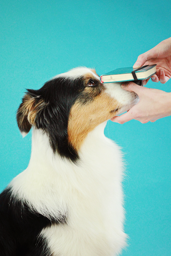 Pawsh-dog-training-how-to-balance-on-nose-2