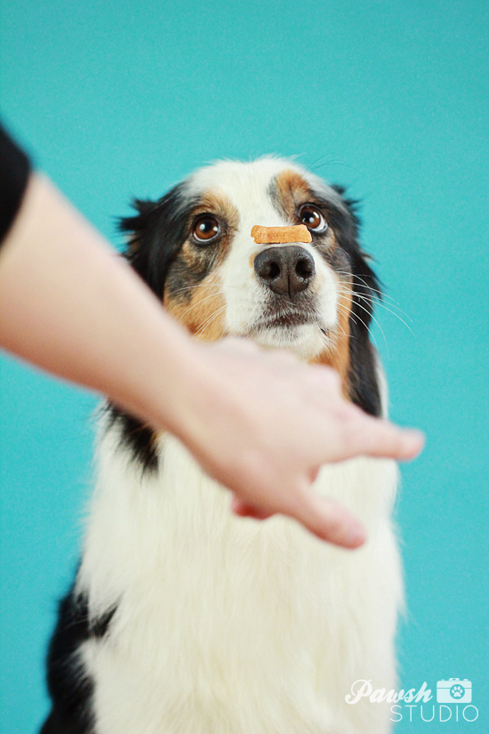 Pawsh-dog-training-how-to-balance-on-nose-5