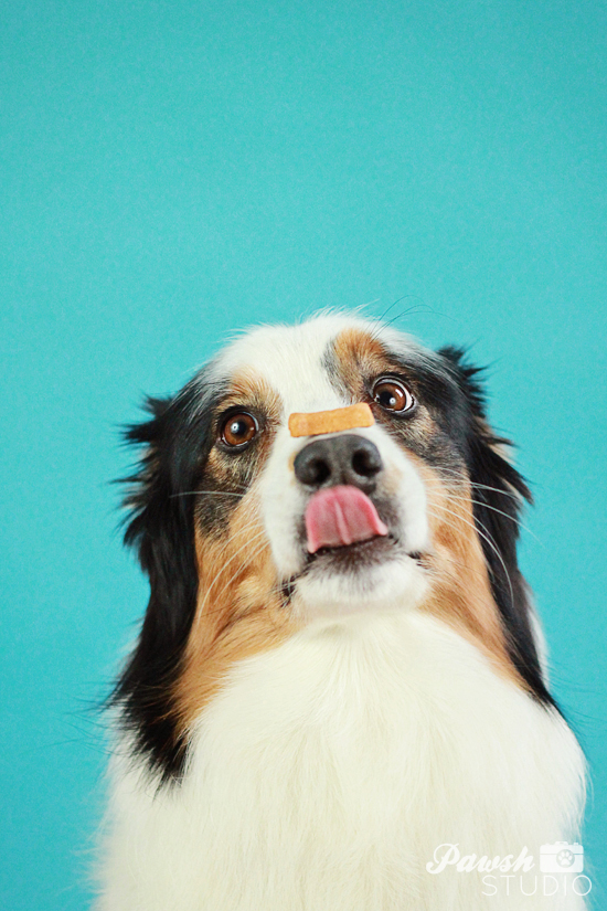 Pawsh-dog-training-how-to-balance-on-nose-7
