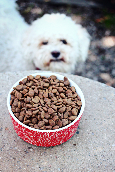 STYLISH DOG BOWLS: WAGGO POLKA DOT DOG BOWL - PAWSH MAGAZINE | A New ...