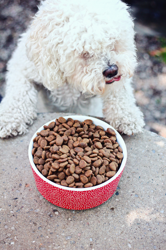 Easy Homemade Dog Treats & Waggo Dog Bowls