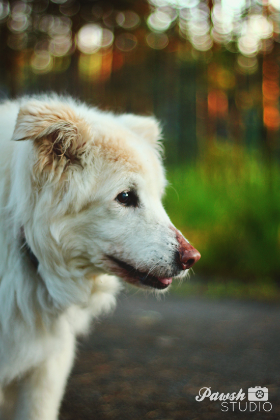 Dogs-and-Arthritis-Toronto-dog-wellness-4