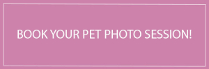 toronto-pet-photography-book-now-button-purple