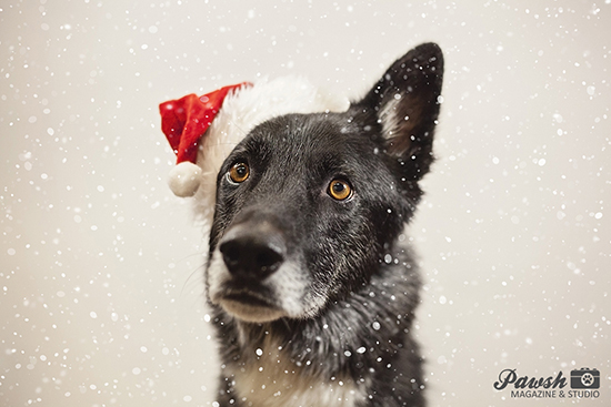 toronto holiday dog photography