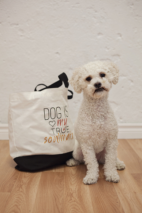 TORONTO DOG MAGAZINE HOW TO PACK A DOG FRIENDLY EMERGENCY OVERNIGHT BAG PAWSH MAGAZINE A New Breed of Dog Magazine