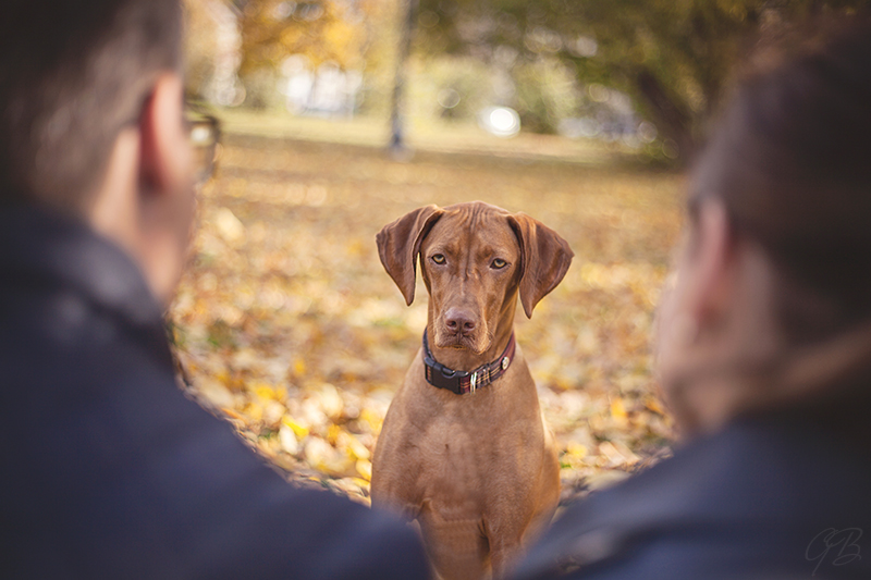 toronto pet photographer