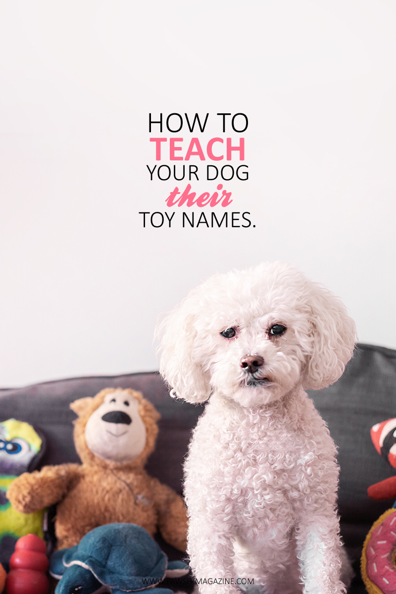 teach dog toy names and words